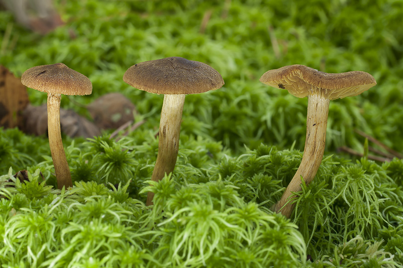 Cortinarius tubarius